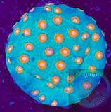 Meteor Shower Cyphastrea Coral Frag