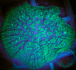 Aussie Neon Green Rhodactis Mushroom Coral