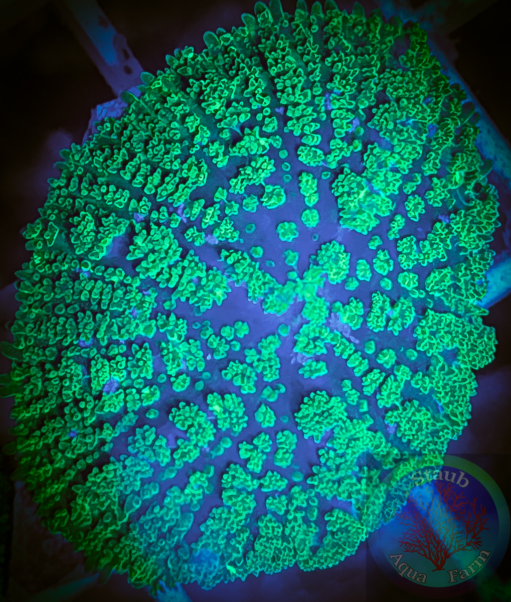 Aussie Neon Green Rhodactis Mushroom Coral – Staub Aqua Farm LLC