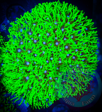 Bright Green Star Polyp, GSP