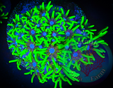 Bright Green Star Polyp, GSP
