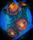 Sunset Blast Zoanthid Coral Polyp