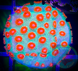 Meteor Shower Cyphastrea Coral Frag