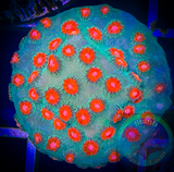 Meteor Shower Cyphastrea Coral Frag