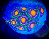 Florida Gators Zoanthid 5+ polyps
