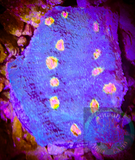 Miami Hurrican Chalice Coral