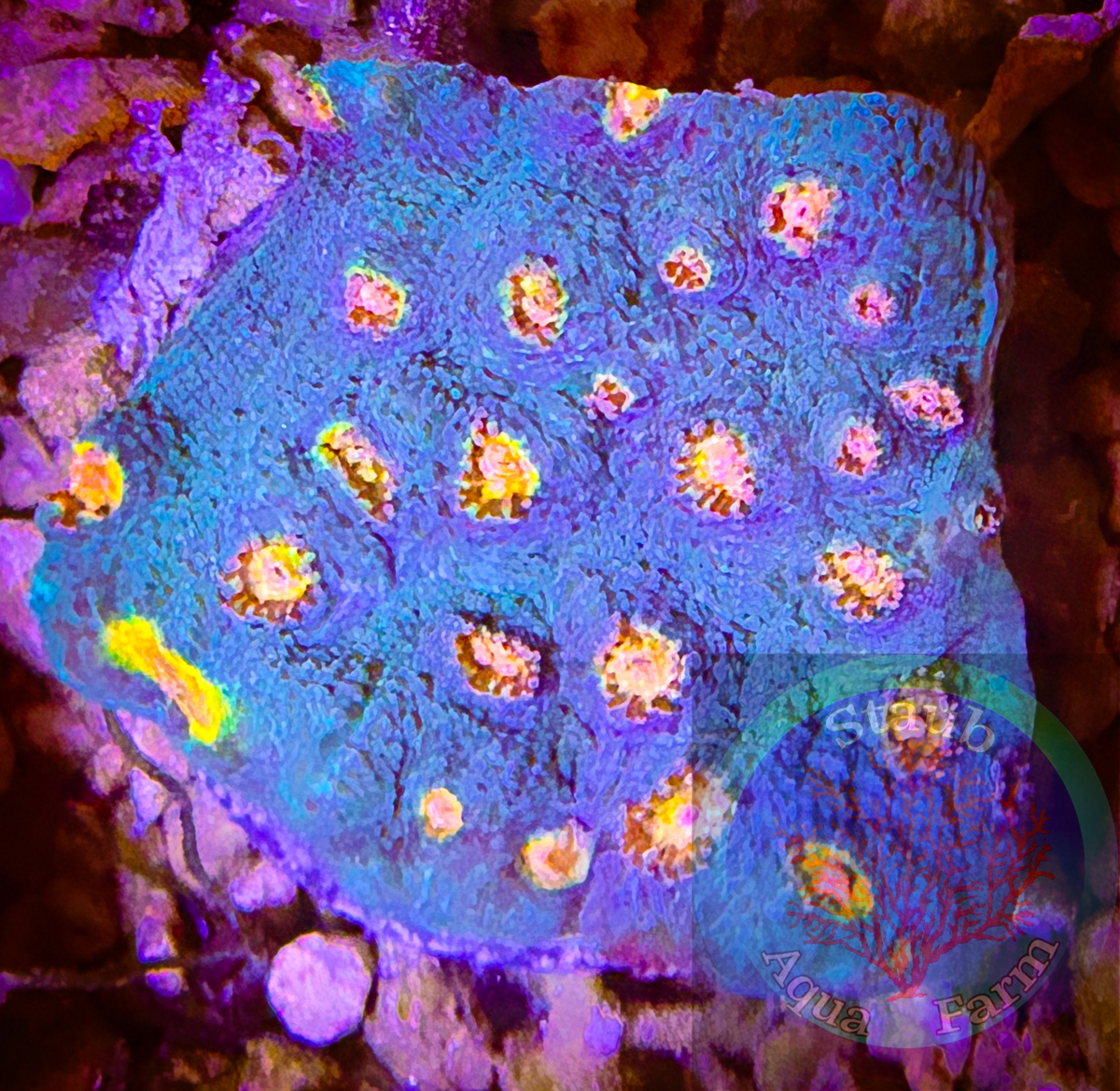 Miami Hurrican Chalice Coral – Staub Aqua Farm LLC