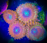 Single Magician Zoanthid polyp