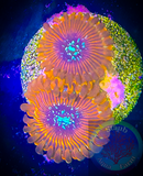 Single Blood Oath Zoanthid polyp