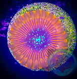 Single Blood Oath Zoanthid polyp