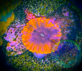Sunset Eclipse Zoanthid Coral Polyp