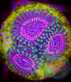 WWC’s Taser Zoanthid polyp
