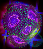 WWC’s Taser Zoanthid polyp