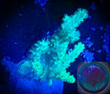 Bright Green Sinularia Coral