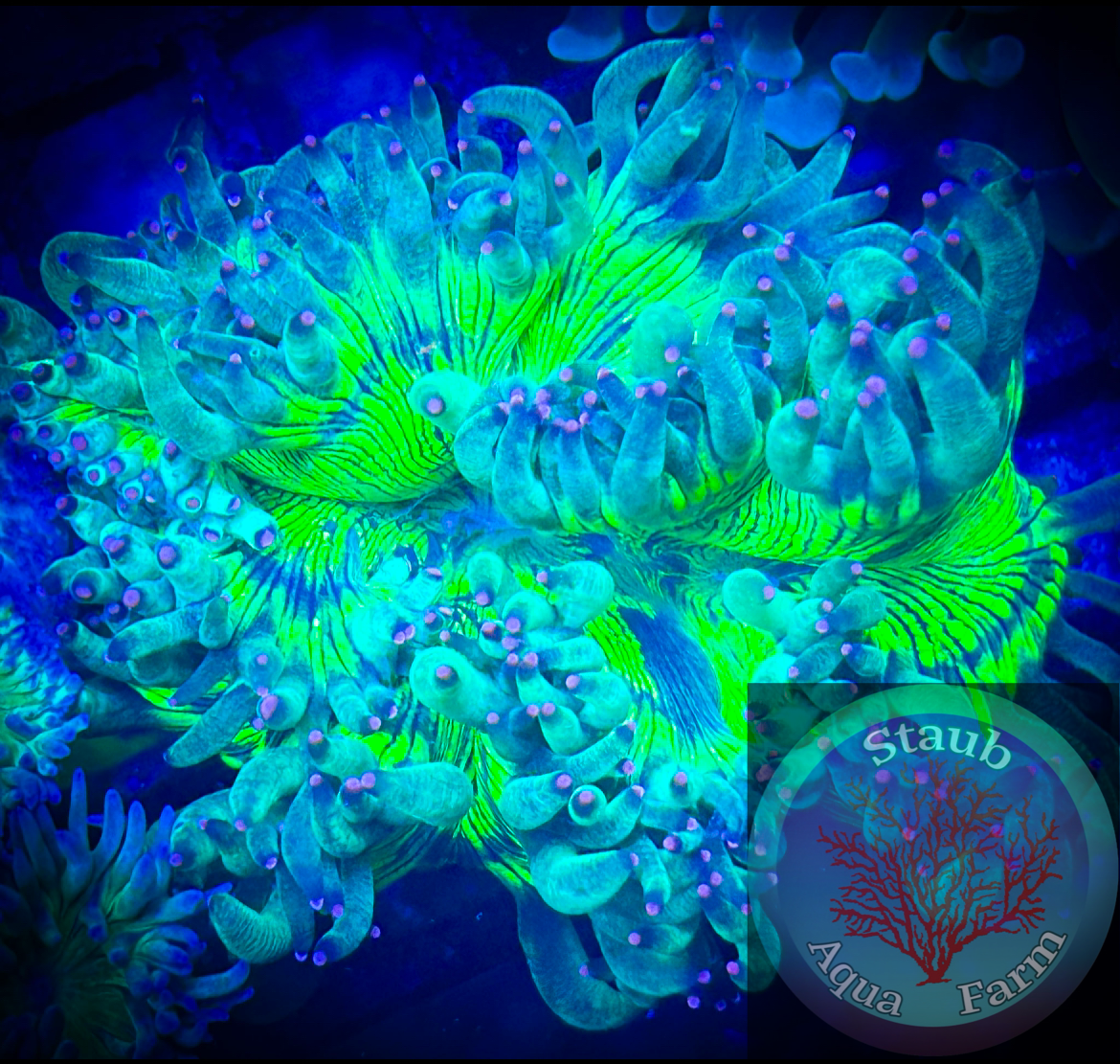 マリアンボレ アクアファンデーション  グリーン Metallic Green Elegance Coral – Staub Aqua Farm LLC