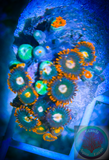 Gatorade Zoanthid Polyps