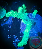 Bright Green Sinularia Coral