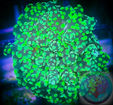 Neon Green Branching Frogspawn Coral