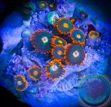 Gatorade Zoanthid Polyps