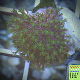 Green Polyp Toadstool Mushroom Leather Coral