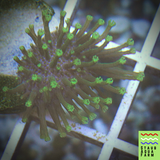 Green Polyp Toadstool Mushroom Leather Coral