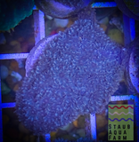Soft Coral Starter Pack