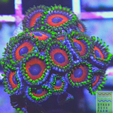 Eagle Eye Zoanthid Cora Frag 5+ Polyps
