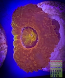 Ultra Acan (per polyp)
