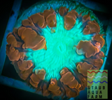 Neon Red/Green Blastomussa Welsi (per head)