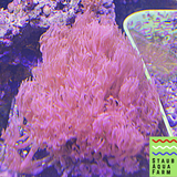 Pink Anthelia