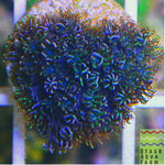 Blue/ Green Sympodium coral frag