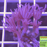 Pink Anthelia