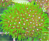 Bright Green Star Polyp, GSP