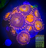 Jason Fox Mohican Sun zoanthid frag