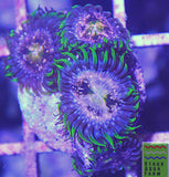 Nirvana Palythoa Coral Frag