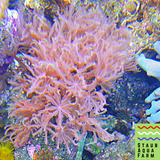 Pink Anthelia