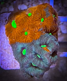 War Coral Favia