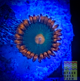 Gatorade Zoanthid Polyps