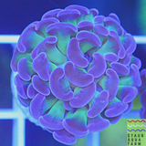 Branching Purple tip Green Hammer Coral Frag (per head)