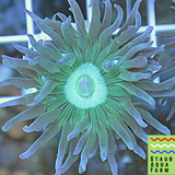 Duncan Coral Frag (per head)