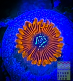 Single Blood Oath Zoanthid polyp