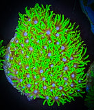 Bright Green Star Polyp, GSP