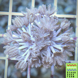 Pulsing Xenia
