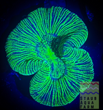 Neon Green Trachyphyllia Coral, Trachy