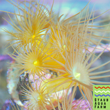 Yellow Coral Polyps