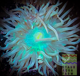 Duncan Coral Frag (per head)