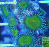 Nuclear Palythoa Coral Frag