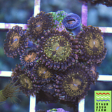 Jason Fox Mohican Sun zoanthid frag