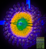 Rainbow Infusion Zoanthid polyp