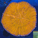 Orange Fungia Plate Coral